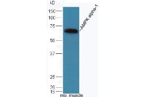 Mouse muscle lysates probed with Rabbit Anti-AMPK alpha-1 Polyclonal Antibody, Unconjugated (ABIN2170161) at 1:300 overnight at 4 °C. (PRKAA1 Antikörper  (AA 351-450))