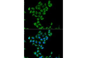 Immunofluorescence analysis of A549 cells using COQ3 antibody.