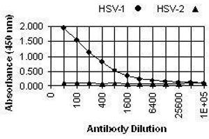 ELISA image for anti-Herpes Simplex Virus Type 1 ICP0 (HSV1 ICP0) antibody (ABIN265559) (HSV1 ICP0 Antikörper)