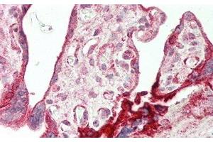 Detection of AREG in Human Placenta Tissue using Polyclonal Antibody to Amphiregulin (AREG)