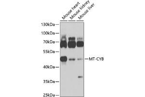 Western blot analysis of extracts of various cell lines, using MT-CYB antibody (ABIN6135110, ABIN6144105, ABIN6144106 and ABIN6225085) at 1:1000 dilution. (Cytochrome b Antikörper  (AA 1-100))