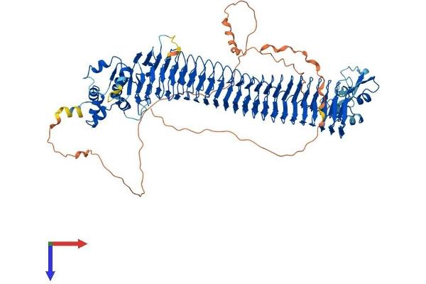 FBXO11 Protein (AA 1-927) (His tag)