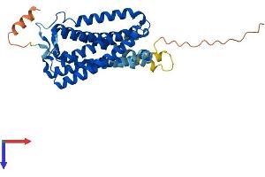 CNR2 Protein (AA 1-347) (His tag)