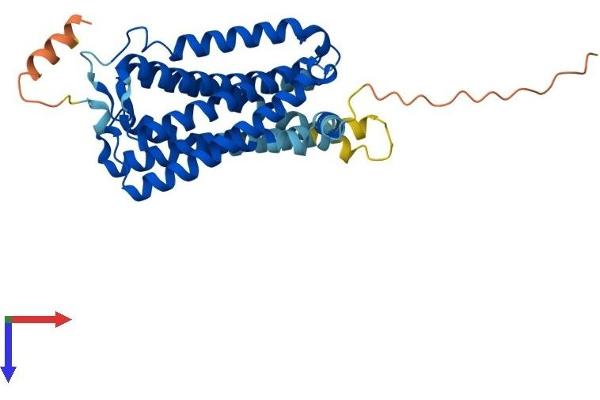 CNR2 Protein (AA 1-347) (His tag)