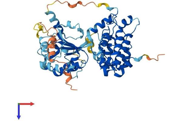 ARHGAP1 Protein (AA 1-439) (His tag)