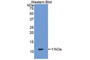 Western Blotting (WB) image for anti-Chemokine (C-C Motif) Ligand 13 (CCL13) (AA 24-98) antibody (ABIN1859789) (CCL13 Antikörper  (AA 24-98))