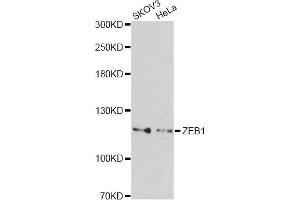 Western blot analysis of extracts of various cell lines, using ZEB1 antibody (ABIN2560822) at 1:1000 dilution. (ZEB1 Antikörper)