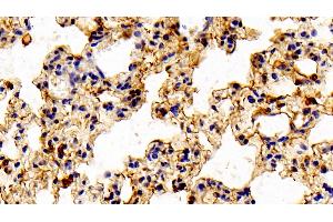 Detection of ANXA1 in Mouse Lung Tissue using Polyclonal Antibody to Annexin A1 (ANXA1) (Annexin a1 Antikörper  (AA 6-346))
