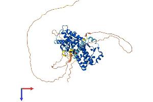 RORA Protein (AA 1-523) (His tag)