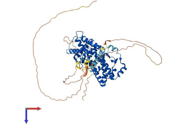 RORA Protein (AA 1-523) (His tag)