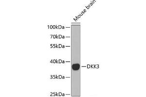 Western blot analysis of extracts of Mouse brain using DKK3 Polyclonal Antibody at dilution of 1:1000. (DKK3 Antikörper)
