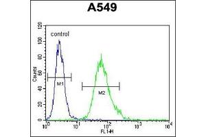 Flow Cytometric analysis of A549 cells using SCEL Antibody (Center) Cat. (SCEL Antikörper  (Middle Region))