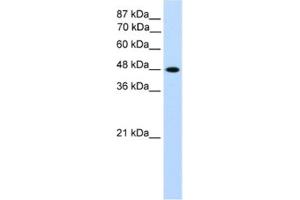 Western Blotting (WB) image for anti-Transcription Factor AP-2 gamma (Activating Enhancer Binding Protein 2 Gamma) (TFAP2C) antibody (ABIN2461691) (TFAP2C Antikörper)