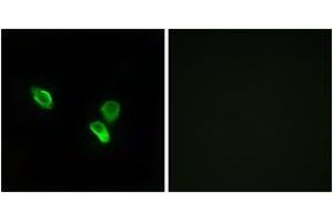 Immunofluorescence (IF) image for anti-Mitochondrial Ribosomal Protein S18C (MRPS18C) (AA 71-120) antibody (ABIN2890042) (MRPS18C Antikörper  (AA 71-120))