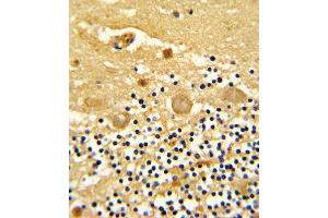 Formalin-fixed and paraffin-embedded human cerebellum reacted with GARP Antibody (Center), which was peroxidase-conjugated to the secondary antibody, followed by DAB staining. (LRRC32 Antikörper  (AA 234-260))