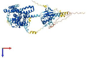 SLC26A5 Protein (AA 1-744) (His tag)