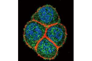 Confocal immunofluorescent analysis of HNF4A Antibody with Hela cell followed by Alexa Fluor 488-conjugated goat anti-rabbit lgG (green). (HNF4A Antikörper  (AA 281-312))