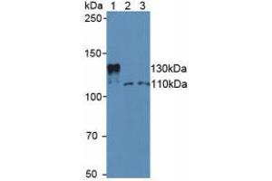 Western blot analysis of (1) Mouse Serum, (2) Human Jurkat Cells and (3) Human HeLa cells.
