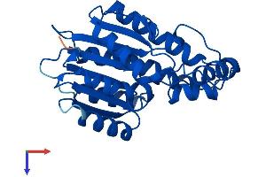 SPR Protein (AA 1-261) (His tag)