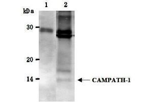 Western Blotting (WB) image for anti-CD52 (CD52) antibody (ABIN1449230)