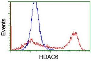 Image no. 3 for anti-Histone Deacetylase 6 (HDAC6) antibody (ABIN1498618) (HDAC6 Antikörper)