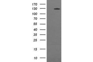 Image no. 1 for anti-Phosphoinositide-3-Kinase, Catalytic, gamma Polypeptide (PIK3CG) antibody (ABIN1500210) (PIK3 gamma Antikörper)