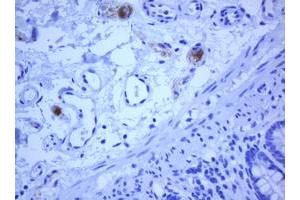 Image no. 1 for anti-Transmembrane Protein 173 (TMEM173) antibody (ABIN1501427) (STING/TMEM173 Antikörper)