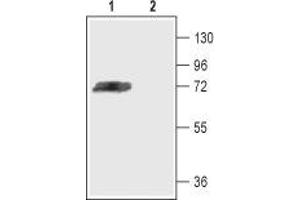 Western Blotting (WB) image for anti-Potassium Voltage-Gated Channel, Shal-Related Subfamily, Member 3 (KCND3) (AA 451-468), (Intracellular) antibody (ABIN7043536)