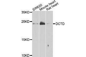 Western blot analysis of extracts of various cell lines, using DCTD antibody. (DCMP Deaminase (DCTD) Antikörper)