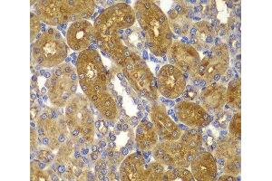 Immunohistochemistry of paraffin-embedded Rat kidney using PRKAB1 Polyclonal Antibody at dilution of 1:100 (40x lens). (PRKAB1 Antikörper)