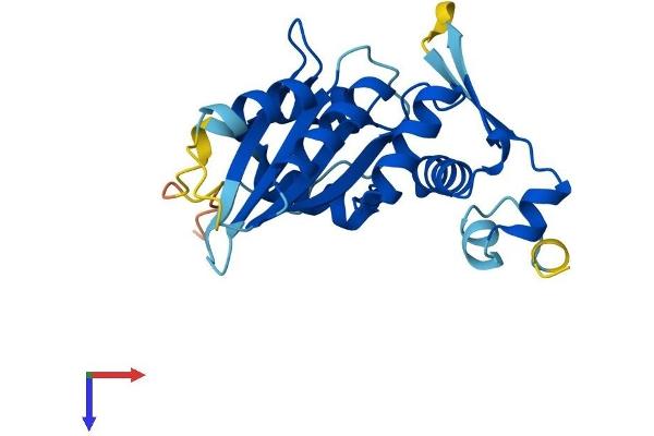 APOBEC1 Protein (AA 1-236) (His tag)