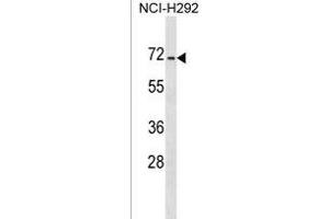 DACT3 Antibody (N-term) (ABIN1539050 and ABIN2849121) western blot analysis in NCI- cell line lysates (35 μg/lane).