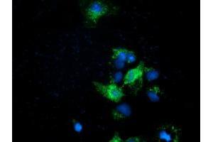 Anti-EFNA2 mouse monoclonal antibody (ABIN2452975) immunofluorescent staining of COS7 cells transiently transfected by pCMV6-ENTRY EFNA2 (RC213728). (Ephrin A2 Antikörper)