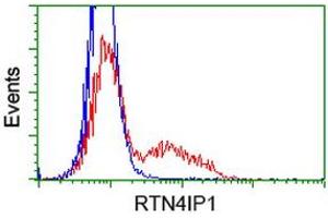HEK293T cells transfected with either RC202957 overexpress plasmid (Red) or empty vector control plasmid (Blue) were immunostained by anti-RTN4IP1 antibody (ABIN2454316), and then analyzed by flow cytometry. (RTN4IP1 Antikörper)