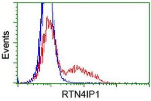 HEK293T cells transfected with either RC202957 overexpress plasmid (Red) or empty vector control plasmid (Blue) were immunostained by anti-RTN4IP1 antibody (ABIN2454316), and then analyzed by flow cytometry. (RTN4IP1 Antikörper)