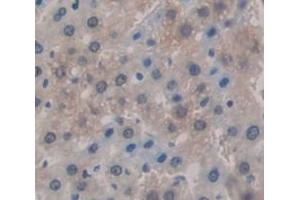 Used in DAB staining on fromalin fixed paraffin- embedded Kidney tissue (KNG1 Antikörper  (AA 367-430))
