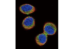 Immunofluorescence (IF) image for anti-FER Tyrosine Kinase (FER) antibody (ABIN3003442) (FER Antikörper)