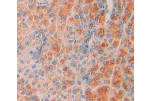IHC-P analysis of Mouse Tissue, with DAB staining. (SHC2 Antikörper  (AA 98-302))