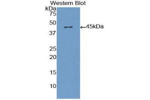 Western Blotting (WB) image for anti-beta-Thromboglobulin (beta-TG) (AA 1-119) antibody (ABIN1858179)