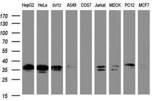 Image no. 2 for anti-Jun Proto-Oncogene (JUN) antibody (ABIN1498943) (C-JUN Antikörper)