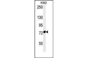 Western blot analysis of Grp75 / HSPA9 Antibody (Center) in K562 cell line lysates (35ug/lane). (HSPA9 Antikörper  (Middle Region))