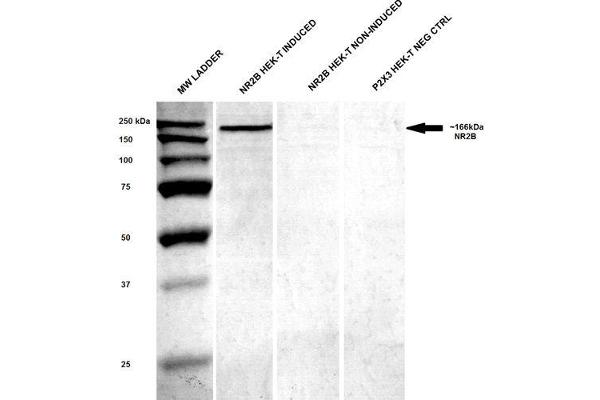 GRIN2B Antikörper  (AA 20-271) (FITC)