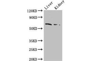 Western Blot Positive WB detected in: Mouse liver tissue, Mouse kidney tissue All lanes: FZD9 antibody at 2. (FZD9 Antikörper  (AA 23-229))