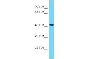 Host: Rabbit Target Name: MARC2 Sample Type: HepG2 Whole Cell lysates Antibody Dilution: 1. (MARC2 Antikörper  (C-Term))