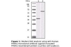 Image no. 2 for anti-Peroxisome Proliferator-Activated Receptor gamma (PPARG) antibody (ABIN232120) (PPARG Antikörper)