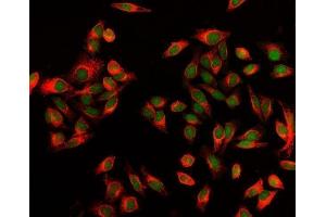 IF analysis of EXOSC8 using anti-EXOSC8 antibody (ABIN7601850). (EXOSC8 Antikörper  (AA 49-216))