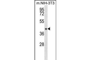 NUDT9 Antibody (C-term) (ABIN656174 and ABIN2845504) western blot analysis in mouse NIH-3T3 cell line lysates (35 μg/lane).