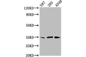 Western Blot Positive WB detected in: U87 whole cell lysate, 293 whole cell lysate, A549 whole cell lysate All lanes: VAX1 antibody at 3.