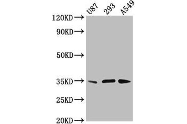 VAX1 anticorps  (AA 2-106)