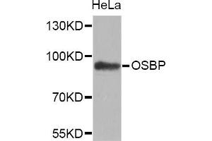 OSBP Antikörper  (AA 508-807)